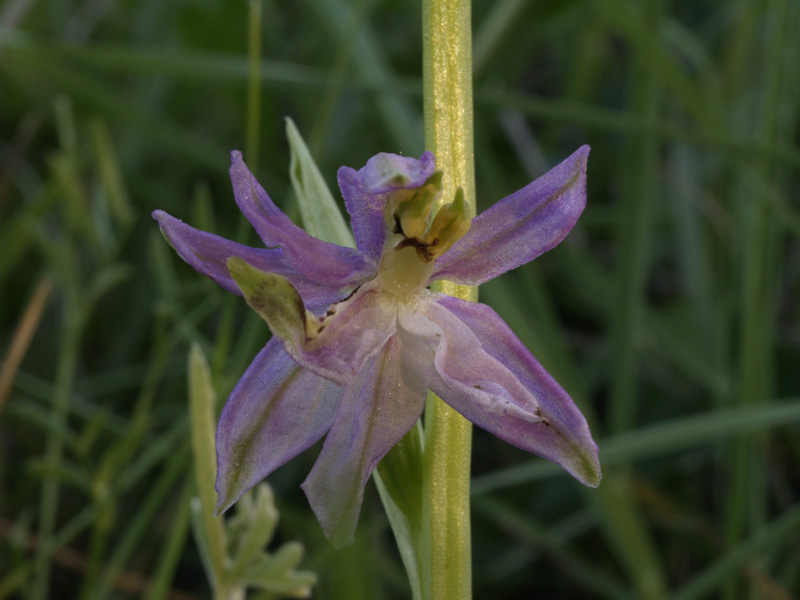 lusus naturae di ophrys holosericea subsp apulica